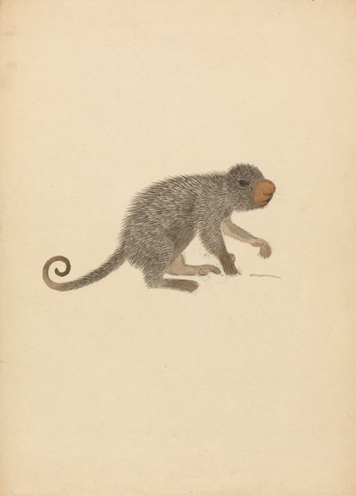 Porcupino Sul-Americano de James Sowerby