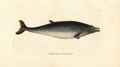 Baleia-de-bico-de-Sowerby, Mesoplodon bidens (Physeter bidens, cachalote de dois dentes). Gravura em chapa de cobre colorida à mão por James Sowerby de The British Miscellany, ou figuras coloridas de novos, raros, ou pouco conhecidos exemplares de animais. de James Sowerby