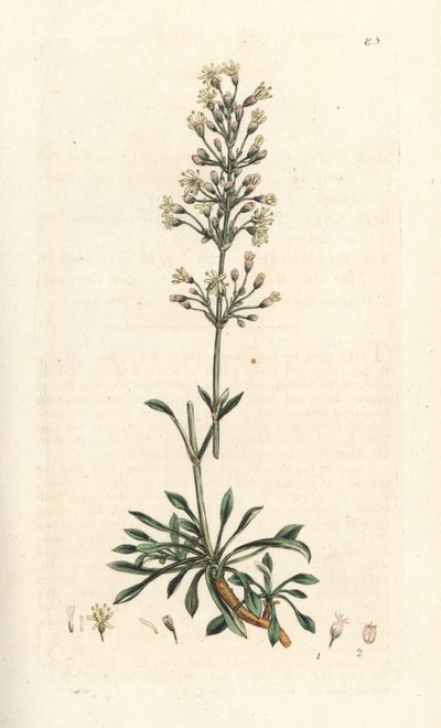 mosca espanhola, otites de Silene (campion espanhol, otites de Cucubalus) (silene uma pequena folha) Gravura em chapa de cobre colorida à mão depois de uma ilustração de James Sowerby da Botânica Inglesa de James Smith, Londres de James Sowerby
