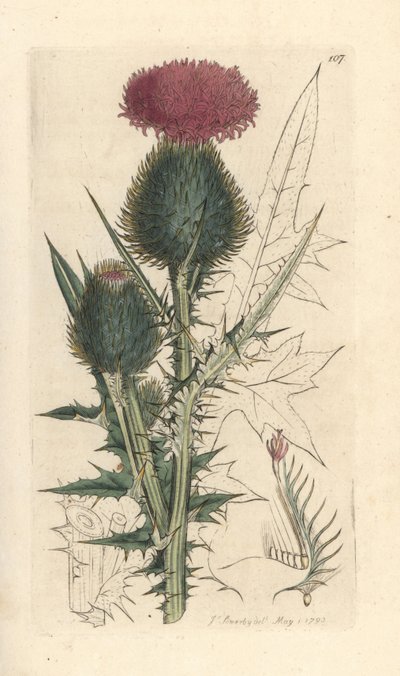Cardo de lança, Cirsium vulgare (Carduus lanceolatus) (Common Cirse) Gravura em chapa de cobre colorida à mão depois de uma ilustração de James Sowerby da Botânica Inglesa de James Smith, Londres de James Sowerby