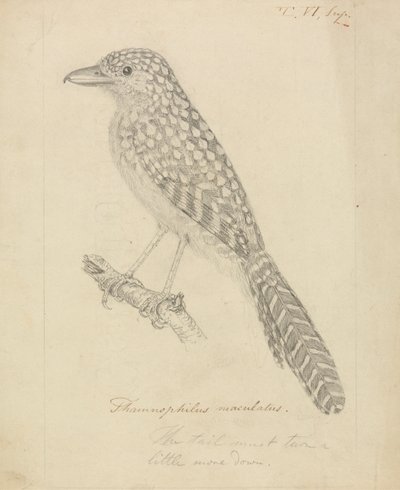 Antshrike com apoio de um ponto de James Sowerby