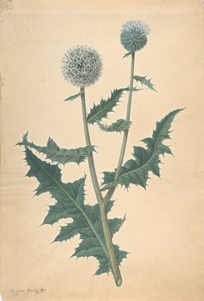 Estudo de um cardo, antes de 1822. de James Sowerby