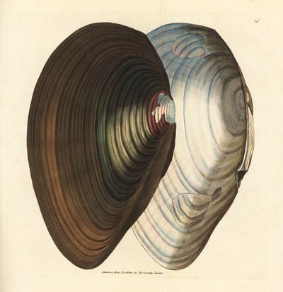 Mexilhão de cisne, Anodonta stagnalis (Mytilus stagnalis). Gravura em chapa de cobre colorida à mão por James Sowerby de The British Miscellany, ou figuras coloridas de novos, raros, ou pouco conhecidos sujeitos animais. de James Sowerby