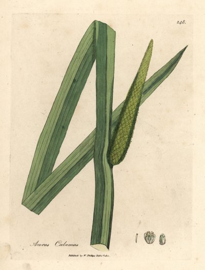 Bandeira doce, Acorus calamus de James Sowerby