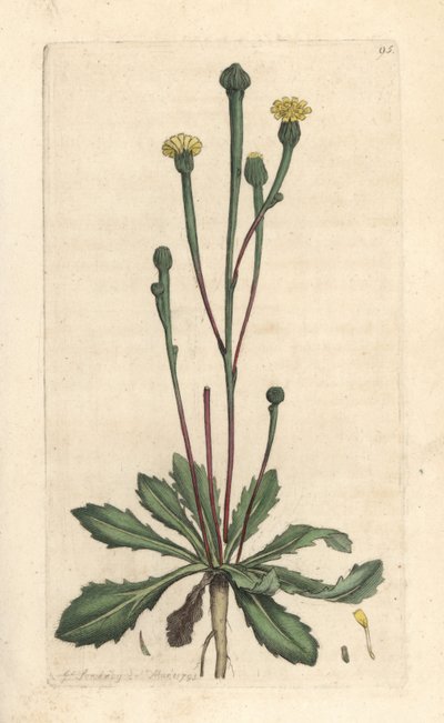 Suco de Swin, Arnoseris minima (Hyoseris minima). Gravura em chapa de cobre colorida à mão depois de uma ilustração de James Sowerby, de James Smith