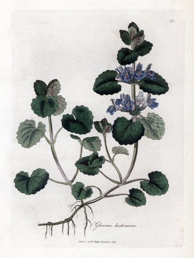 Hera terrestre - Hera terrestre, Glecoma hederacea. Gravura em chapa de cobre colorida à mão a partir de uma ilustração botânica de James Sowerby de William Woodville e Sir William Jackson Hooker