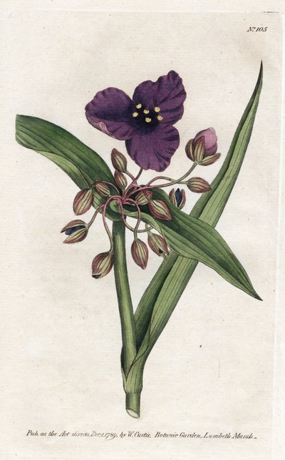 Tradescantia ou setcreasee - Litografia de James Sowerby (1757-1822), da Revista Botânica de William Curtis (1746-1799) de James Sowerby