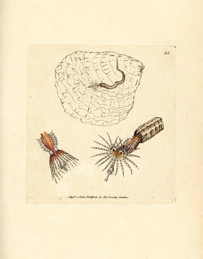 Tubo-anelídeo de construção de tubos, triquímetro Spirobranchus. Gravura em chapa de cobre colorida à mão por James Sowerby de The British Miscellany, ou figuras coloridas de novos, raros, ou pouco conhecidos sujeitos animais. de James Sowerby