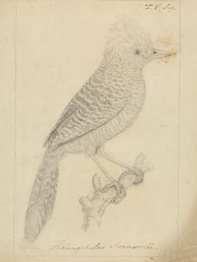 Tufted Antshrike de James Sowerby