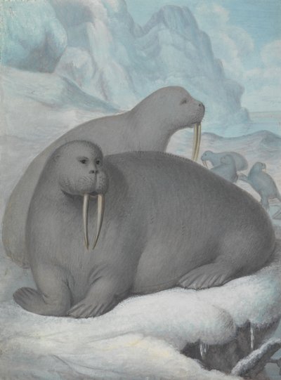  de James Sowerby