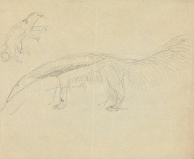 Dois Anteaters de James Sowerby