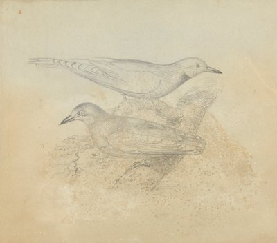 Duas Aves num Ramo de James Sowerby