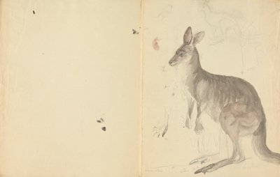 Dois cangurus com detalhes de James Sowerby