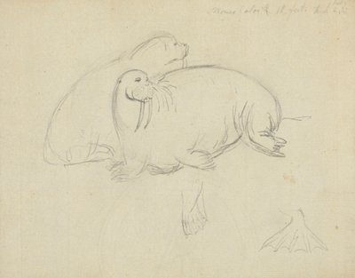 Duas morsas com Pormenor de Flippers de James Sowerby