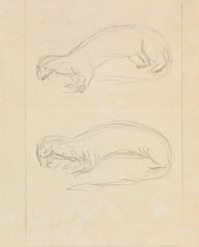 Duas doninhas de James Sowerby