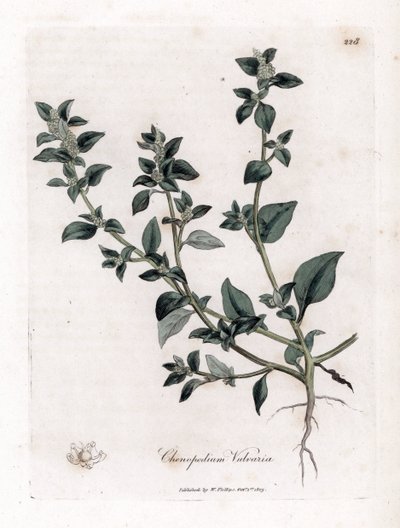 Vuvaire - Pés de ganso fedorentos, Chenopodium vulvaria. Gravura em chapa de cobre colorida à mão a partir de uma ilustração botânica de James Sowerby de William Woodville e Sir William Jackson Hooker