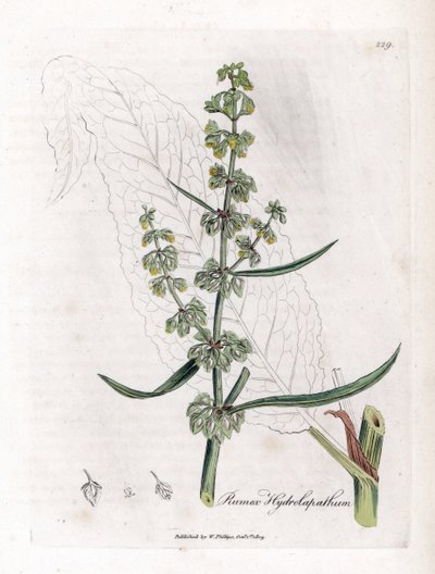 Water Patience ou Aquatic Patience - Grande doca de água, Rumex hydrolapathum. Gravura em chapa de cobre colorida à mão a partir de uma ilustração botânica de James Sowerby de William Woodville e Sir William Jackson Hooker