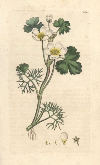 Pé-de-cabra de água, Ranunculus aquatilis (Ranúnculo aquático) Gravura em chapa de cobre colorida à mão depois de uma ilustração de James Sowerby da Botânica Inglesa de James Smith, Londres de James Sowerby