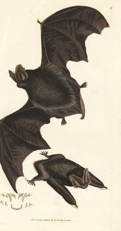 Morcego barbastelle ocidental, Barbastella barbastellus barbastellus (Vespertilio barbastellus). Gravura em chapa de cobre colorida à mão por James Sowerby de The British Miscellany, ou figuras coloridas de novos, raros, ou pouco conhecidos sujeitos animai de James Sowerby