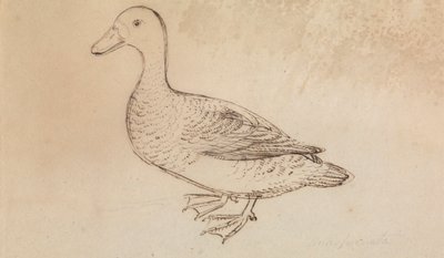 Pato Whistling de cara branca de James Sowerby