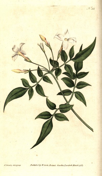 Jasmim branco (ou Jasmim officinale) - Jasmim comum ou Jessamina, Jasminum officinale. Gravura e ilustração botânica de James Sowerby de The Botanical Magazine de William Curtis, Lambeth Marsh, Londres de James Sowerby