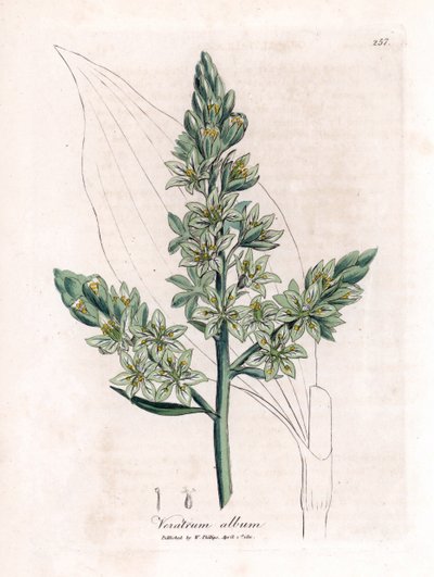 White Veratre (antigo hellebore branco) - Hellebore branco, álbum Veratrum. Gravura em chapa de cobre colorida à mão a partir de uma ilustração botânica de James Sowerby de William Woodville e "Medical Botany" de Sir William Jackson Hooker, John Bohn, Lond de James Sowerby