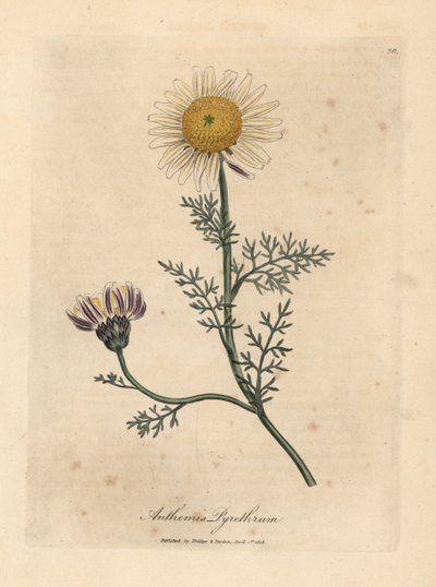 Camomila espanhola branca e amarela, Anthemis pyrethrum de James Sowerby