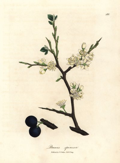 Flor branca e bagas azuis da abrótea, Prunus spinosa de James Sowerby