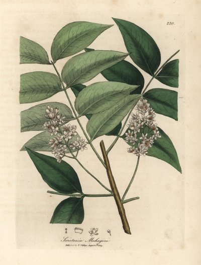 Árvore de mogno branco desabrochado, Swietenia mahogani de James Sowerby