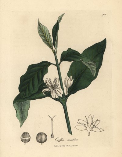 Flor branca, folhas e grão da planta do café, Coffea arabica de James Sowerby