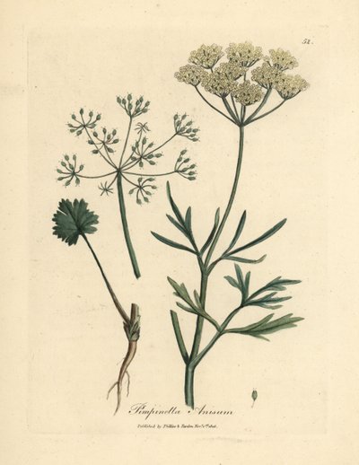 Anis branco florido, Pimpinella anisum de James Sowerby