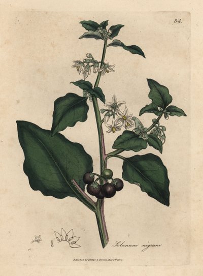 Flores brancas, bagas pretas, sebes de jardim, Solanum nigrum de James Sowerby