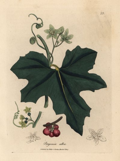 Bryonia alba, Bryonia alba, flor branca de James Sowerby