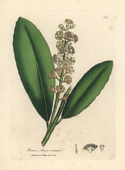Louro de cerejeira branca florida, Prunus laurocerasus de James Sowerby
