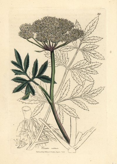 Cicuta virosa, Cicuta virosa, Cicuta branca florida de James Sowerby