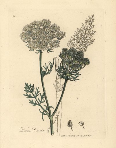 Planta de cenoura silvestre com flor branca, Daucus carota de James Sowerby