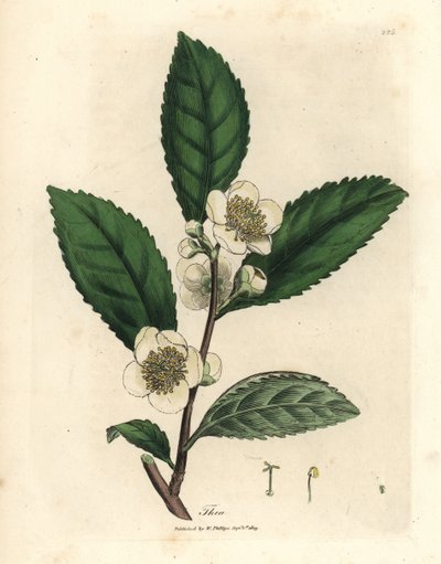 Flores brancas e folhas de chá verde, Thea bohea, Camellia sinensis de James Sowerby