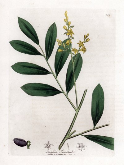 Mogno branco ou marupa - Simaruba, Simarouba amara. Gravura em chapa de cobre colorida à mão a partir de uma ilustração botânica de James Sowerby de William Woodville e Sir William Jackson Hooker