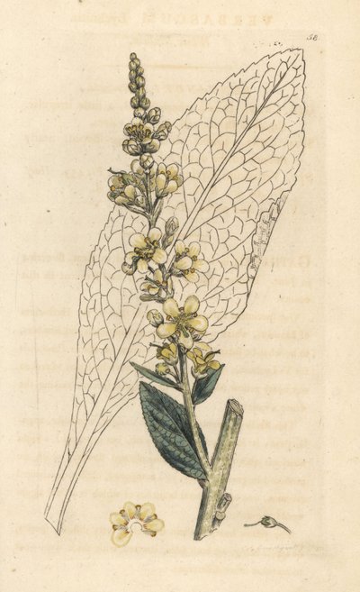 Mulleína branca, Lychnitis Verbasum (molene) Gravura em chapa de cobre colorida à mão depois de uma ilustração de James Sowerby da Botânica Inglesa de James Smith, Londres de James Sowerby