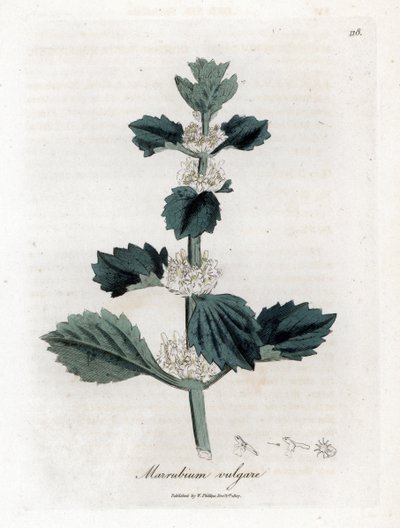 Marrube branco ou comum - Marubium vulgare, Marubium vulgare. Gravura em chapa de cobre colorida à mão a partir de uma ilustração botânica de James Sowerby de William Woodville e "Medical Botany" de Sir William Jackson Hooker, John Bohn, Londres de James Sowerby