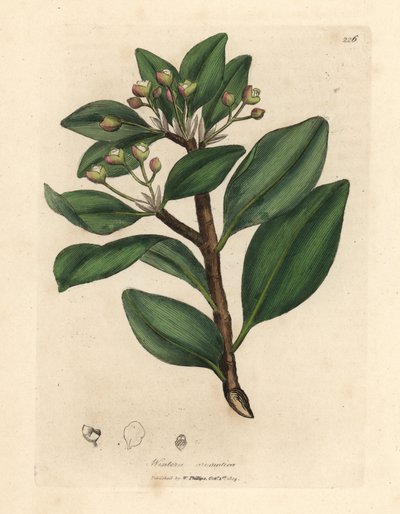 Casca de árvore de inverno, Wintera aromatica, Drimys winteri de James Sowerby