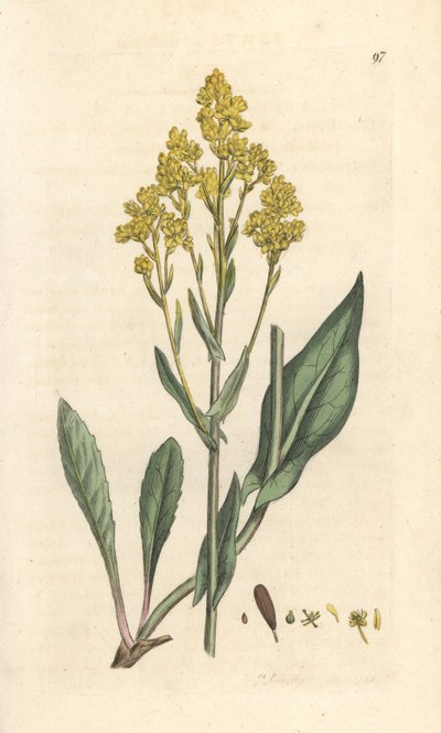Woad, Isatis tinctoria (Pastel des dyers ou guede) Gravação em chapa de cobre colorida à mão depois de uma ilustração de James Sowerby da Botânica Inglesa de James Smith, Londres de James Sowerby