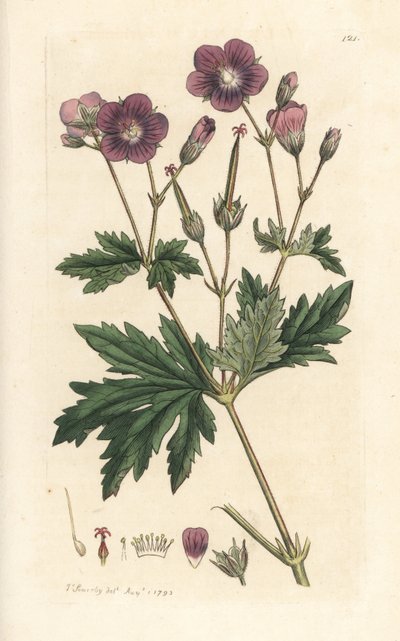 Gerânio de madeira, Gerânio silvatium (gerânio de madeira) Gravura manual em chapa de cobre colorida depois de uma ilustração de James Sowerby de James Smith