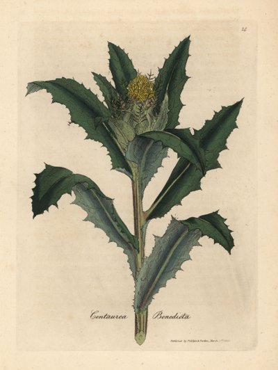 Cardo amarelo florido abençoado ou sagrado, Centaurea benedicta de James Sowerby