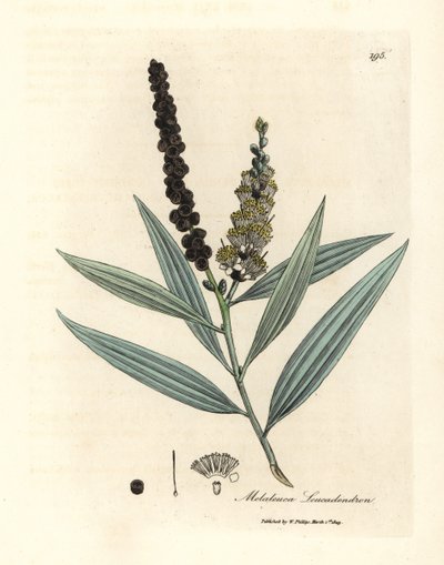Cajeputeiro de flor amarela, Melaleuca leucadendron de James Sowerby