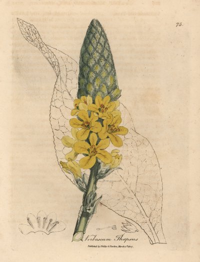 Mullein de folhas largas de floração amarela, tapsus de Verbascum de James Sowerby