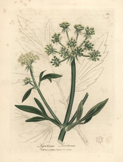 Amarelo florido, Ligusticum levisticum de James Sowerby