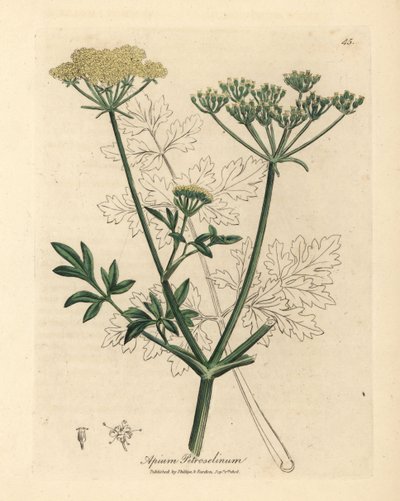 Salsa florida amarela, Apium petroselinum de James Sowerby