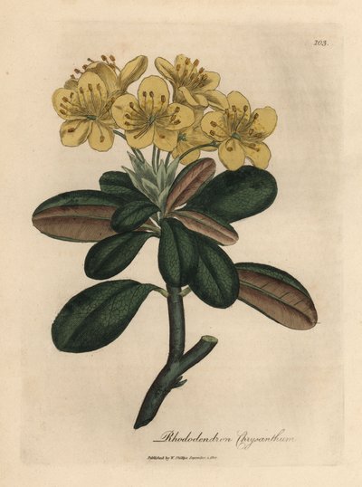 Rododendro amarelo florido, Rhododendron chrysanthemum de James Sowerby