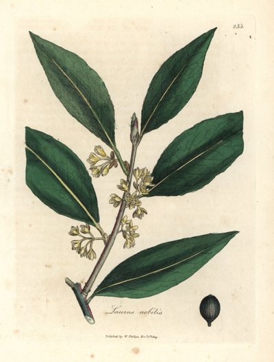 Folhas amarelas floridas de louro doce, Laurus nobilis de James Sowerby